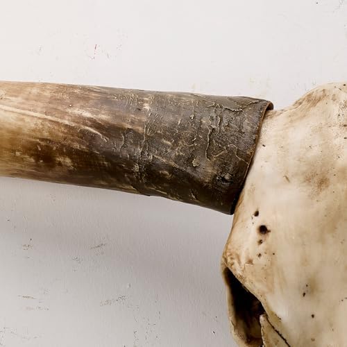 70-Inch Longhorn Cow Skull Wall Sculpture