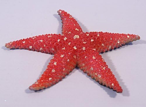 Hand Painted Starfish Wall Sculpture 6 Inch Red