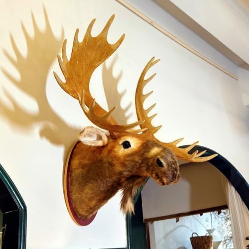 TRABEATOGA Realistic Moose Head Wall Sculpture 35W x 362H