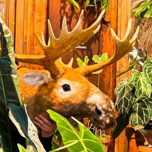 TRABEATOGA Realistic Moose Head Wall Sculpture 35W x 362H