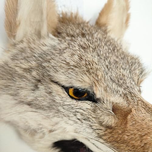 Realistic Wolf Head Wall Sculpture 11x98x9 Inches