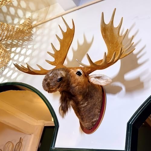 TRABEATOGA Realistic Moose Head Wall Sculpture 35W x 362H