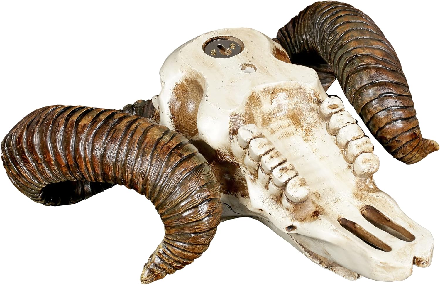 Pacific Giftware Ram Skull and Horns Wall Trophy Decor 11 Inch